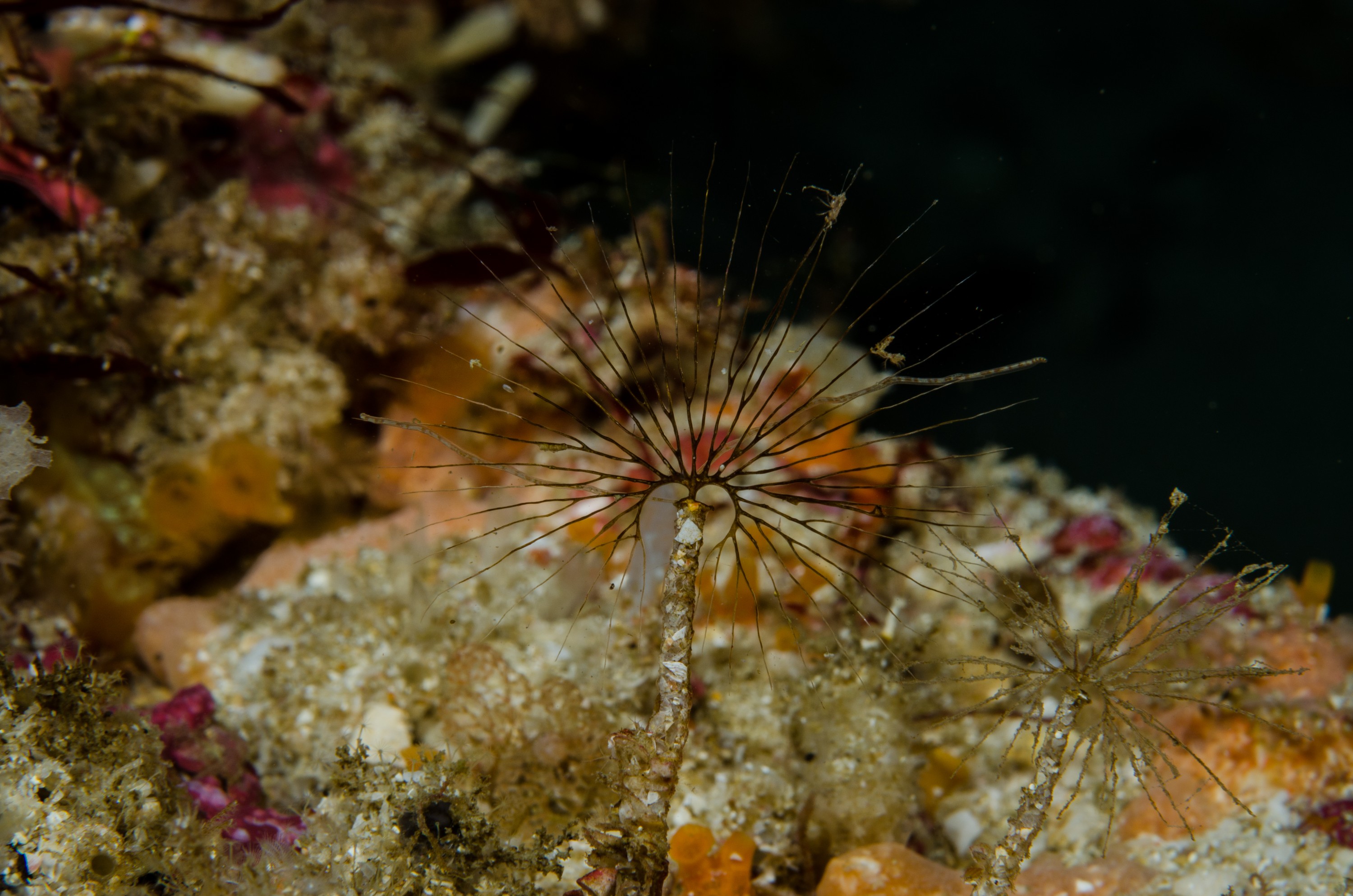 DSC_2051 – crispin, nz, new, zealand, new zealand, aug16_cm, Undescribed, Terebellidae, lanice, worm,